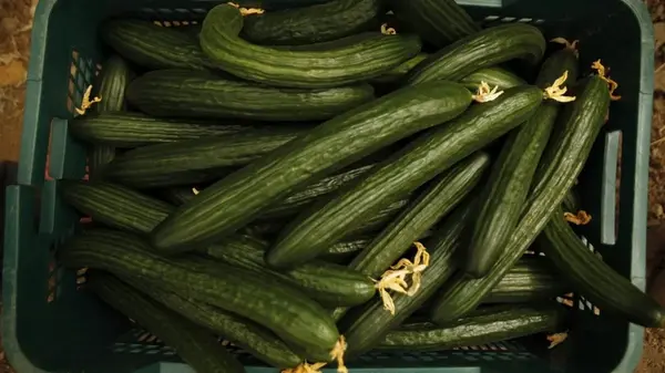 Цены на огурцы в Украине снова рванули вверх: сколько сейчас стоит килограмм