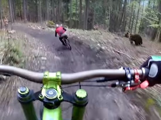 Видеохит: ролик с гонкой медведя за велосипедистом стал хитом