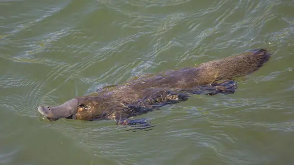 Когда-то ученые считали утконоса вымышленным животным: почему так произошло