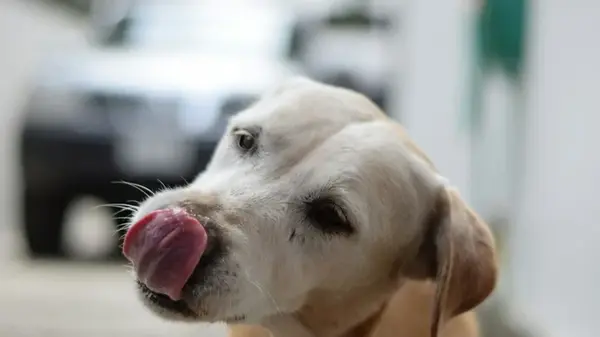 Вы неправильно «читаете» эмоции собаки: ученые выяснили, в чем ошибаются владельцы