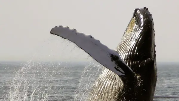 Ученые бьют тревогу: у китов обнаружили вирус, который может вызвать катастрофический эффект домино