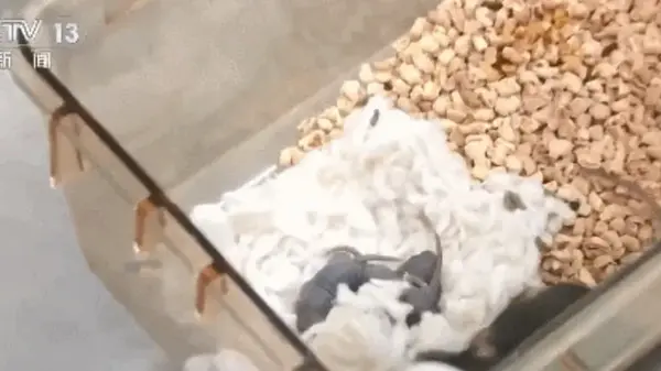 Впервые мышь родила детеныша после полета в космос: почему это важно для людей