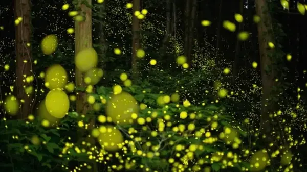 Инопланетные цивилизации могут общаться как светлячки у всех на виду, считают ученые