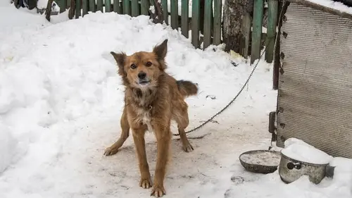 Держать животных на привязи без выгула запретят: что еще изменится в Украине и когда