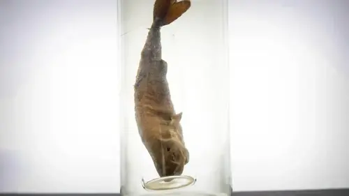 В бункерах США хранят самую редкую акулу в мире — что о ней известно