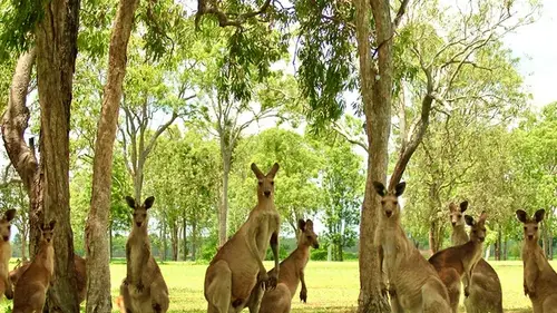 В прошлом землю сотрясали прыжками кенгуру весом в четверть тонны: как им удавалось прыгать
