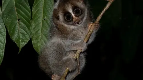 На Земле существует лишь один ядовитый примат: никто не смог бы их заподозрить (видео)