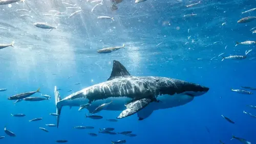 Количество нападений акул резко возрастает в один и тот же месяц: что заставляет хищников атаковать