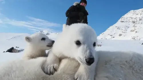 Ученые были ошеломлены состоянием белых медведей на фоне глобального потепления: подробности