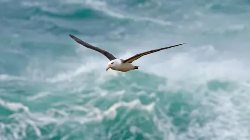 Альбатрос впервые пролетел 5 тысяч километров до Калифорнии: ученые хотят понять причину