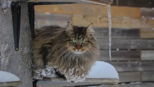 Начало февраля в Украине может стать самым холодным за два десятилетия, - синоптик