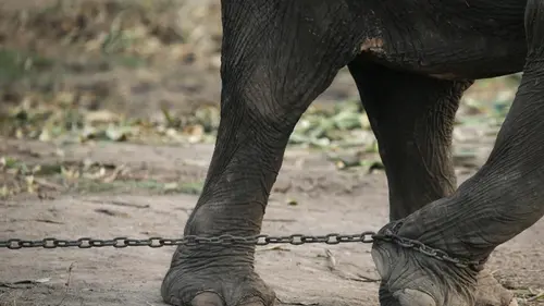 В Таиланде слон-серийный убийца на глазах у очевидцев расправился с туристом