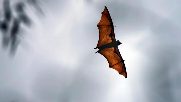 Смертельный вирус Nipah начал распространяться по миру: стало известно о первой жертве в 2026 году