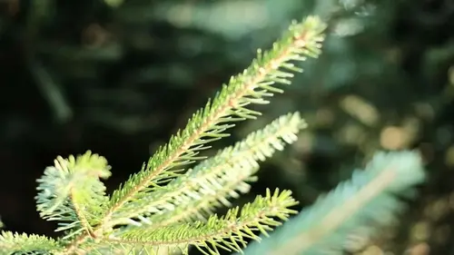 Могут ли деревья разговаривать и предсказывать солнечное затмение — ученые ответили