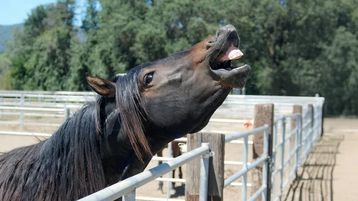 Ученые обнаружили, что лошади могут свистеть и петь одновременно: зачем им это нужно