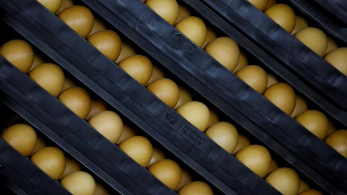 Скоро будет дешевле, чем в Украине: в США рекордно падают цены на куриные яйца