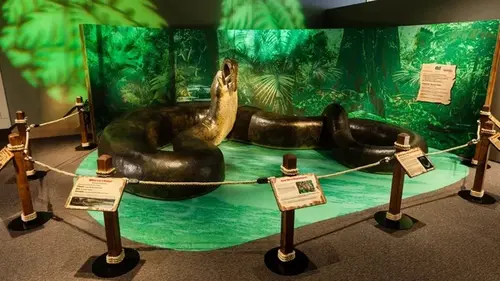 Самые огромные змеи на Земле были почти в 9 раз раз больше человека: что известно (фото)