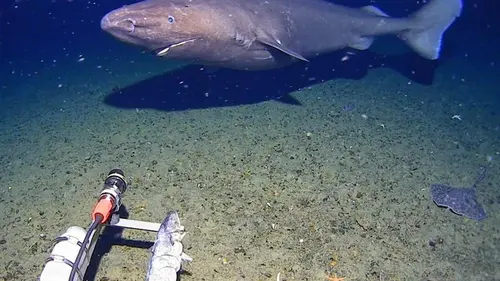В глубине Антарктического океана зафиксировали животное, которое там не должно существовать
