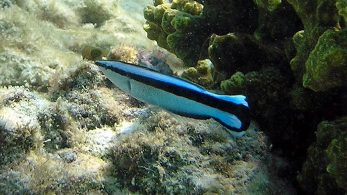 Эти крошечные рыбы поразили ученых навыком, который есть только у некоторых млекопитающих