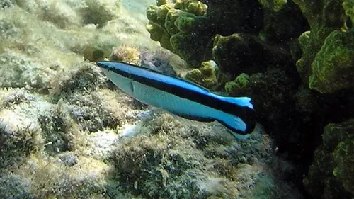 Эти крошечные рыбы поразили ученых навыком, который есть только у некоторых млекопитающих