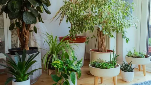 Комнатные растения снижают ощущение жары и очищают воздух, — исследование