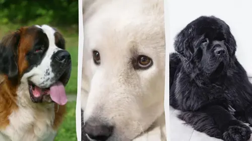 Тихие, но надежные защитники дома: названы 7 самых спокойных пород сторожевых собак