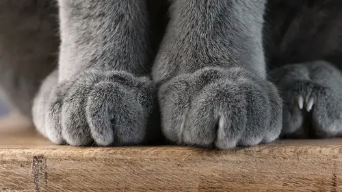 Древняя загадка наконец разгадана: почему кошки всегда приземляются на лапы