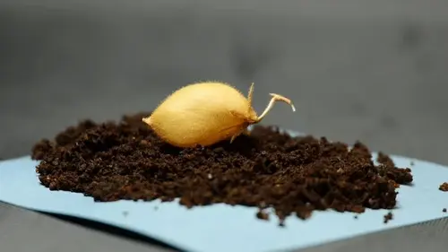 Какие продукты питания люди смогут выращивать и есть на Луне: ученые вырастили ответ (фото)