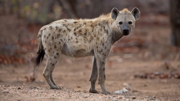 В Эфиопии хищники бродят по улицам и экономят жителям $100 тысяч в год: что они делают