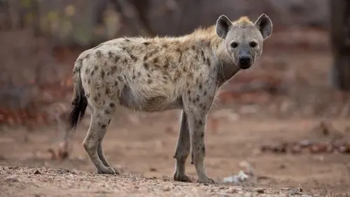 В Эфиопии хищники бродят по улицам и экономят жителям $100 тысяч в год: что они делают