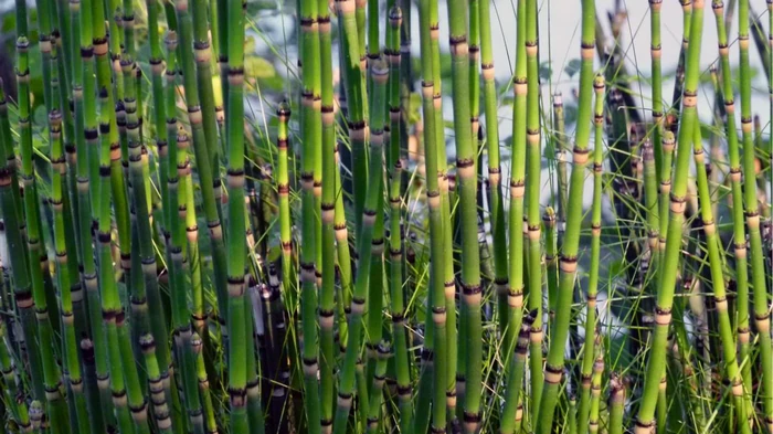 На Земле есть растение, которое превращает обычную воду в внеземное вещество, – ученые