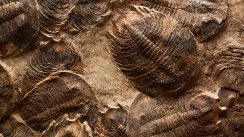 Первое массовое вымирание на Земле всегда было прямо у нас под носом: учены...