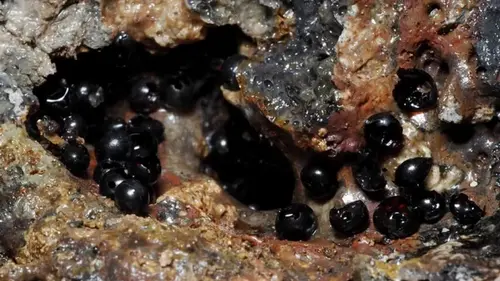 На глубине 6200 метров нашли черные яйца: японские ученые открыли их и удив...