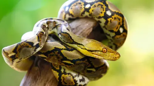 Молекула питона может помочь создать лекарство от ожирения — детали