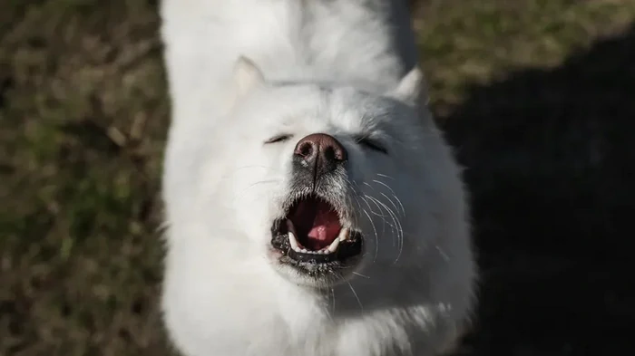Лучший друг человека отлично поет: собаки могли бы петь в караоке любимые песни (видео)