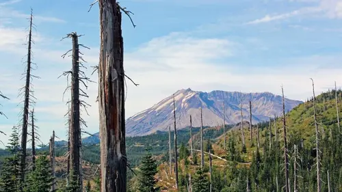Выжженная вулканом земля ожила после эксперимента: теперь там растет более ...