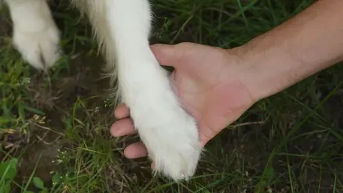 Собаки начали жить с людьми гораздо раньше, чем считалось: что выяснили ученые