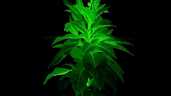 Цветы вместо электричества: китайские учёные создали растения, которые заменят уличное освещение