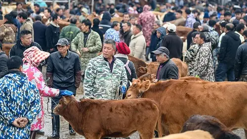 В Китае на границе с Россией обнаружили вспышку ящура