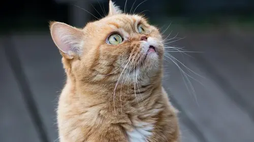 Не только ради красоты: ученый объяснил, для чего кошкам нужны усы