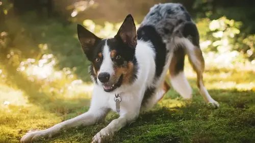 Безобидный питомец превратится в убийцу: названо то, что в разы усиливает агрессию со...