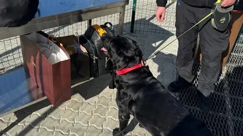 Служебная собака помогла найти около 4 млн в багаже жительницы Закарпатья