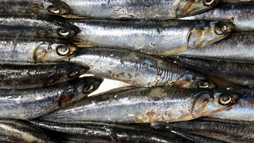Маленькая, дешевая, вкусная и очень полезная: эта недооцененная рыба в разы лучше кра...