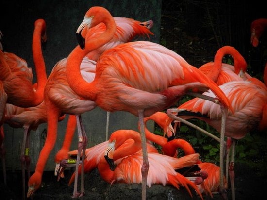 Исследователи выяснили, почему фламинго стоят на одной ноге