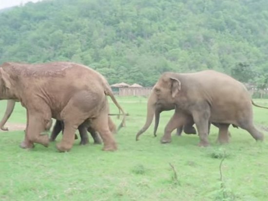 Видеохит: Стадо слонов поприветствовало спасенного слоненка