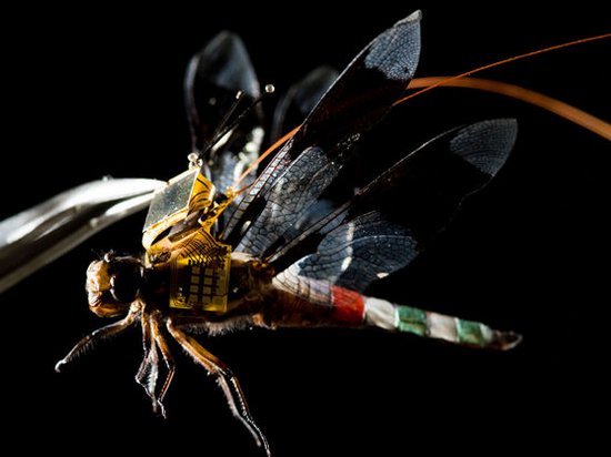 Ученые показали полет стрекозы-киборга (видео)