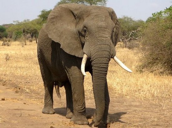 В Индии разъяренный слон убил несколько человек