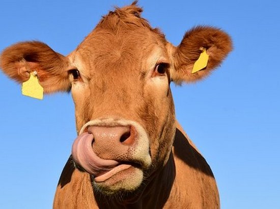 Исследователи рассказали, как коровье молоко влияет на детей