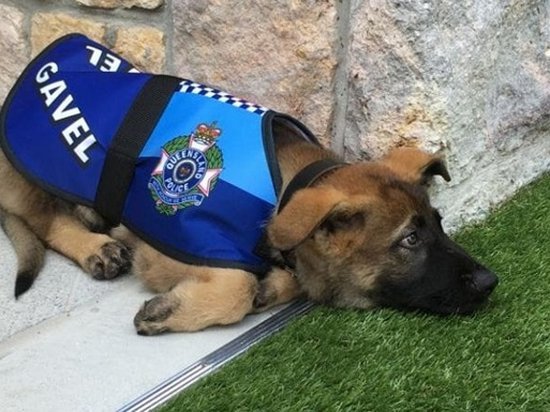 В Австралии полицейскую собаку уволили за дружелюбие