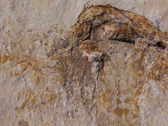 Ученые нашли древнейший в мире гриб возрастом 115 миллионов лет